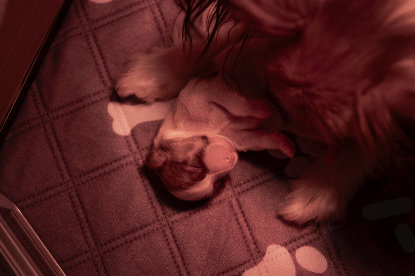 Chiot U'Rock X Ollon 2025