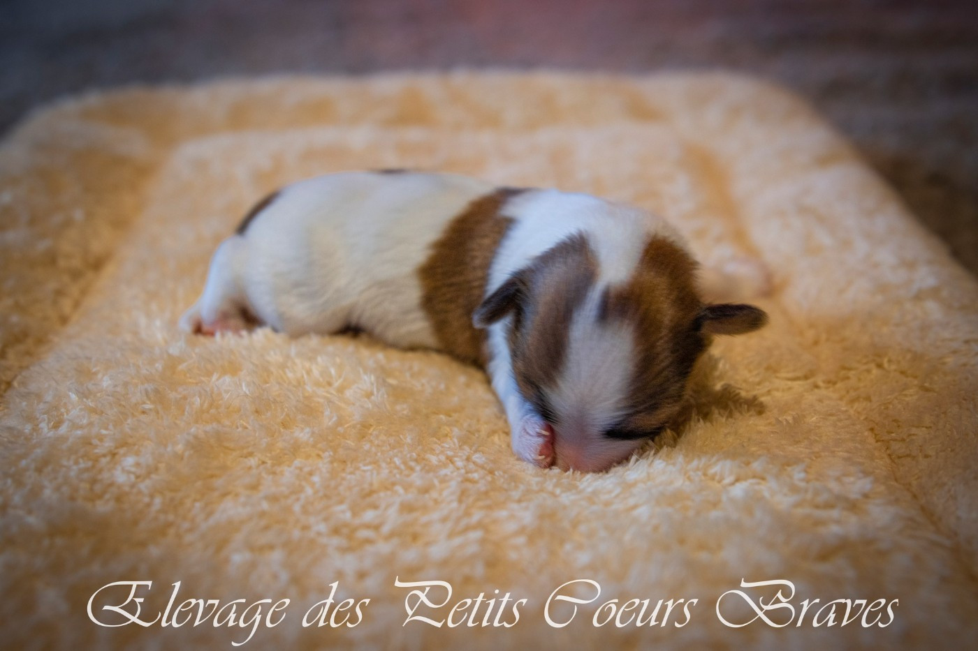 Des Petits Coeurs Braves - Chiots disponibles - Epagneul nain Continental (Papillon)