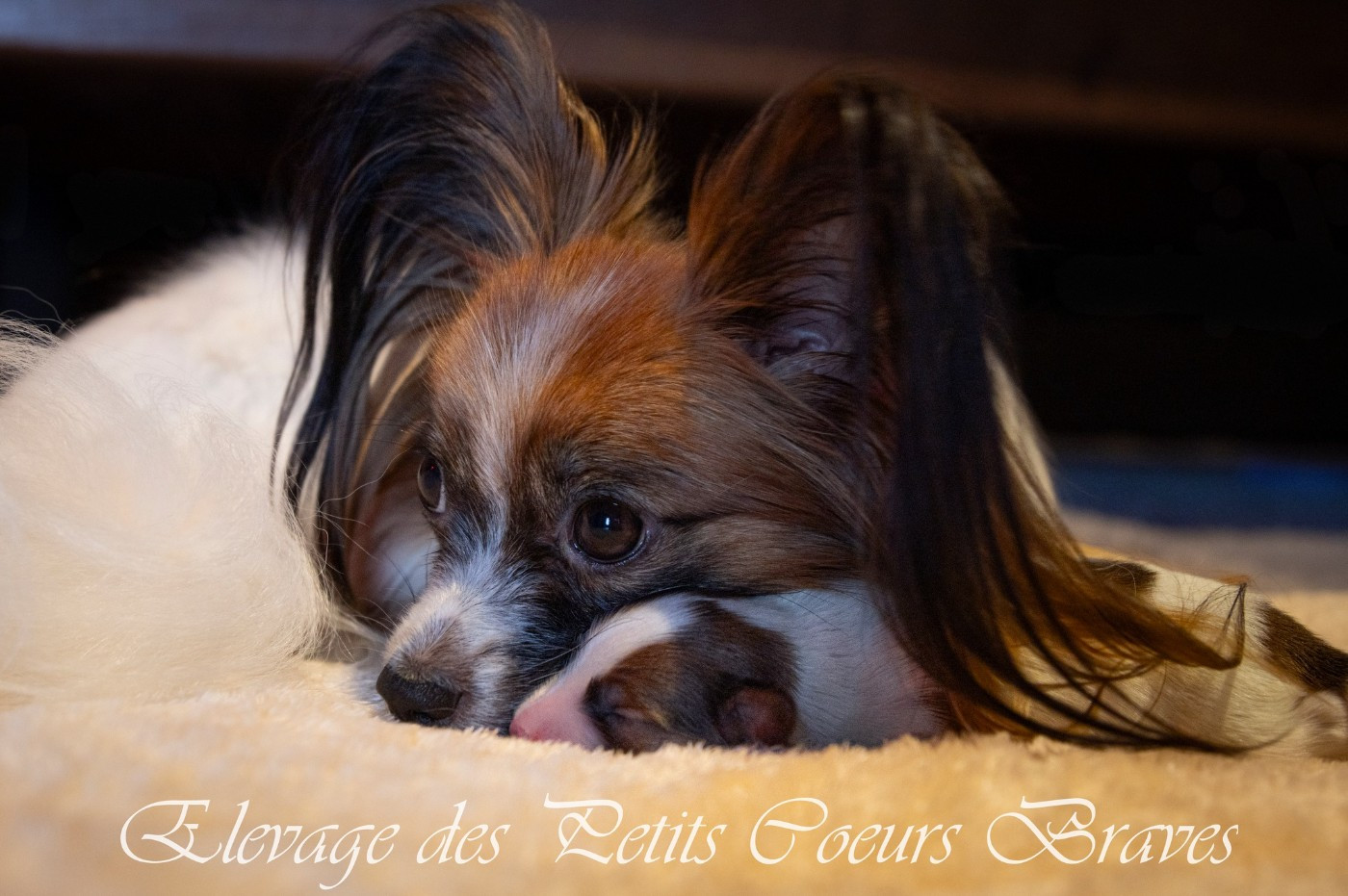 Chiot Epagneul nain Continental (Papillon) Des Petits Coeurs Braves